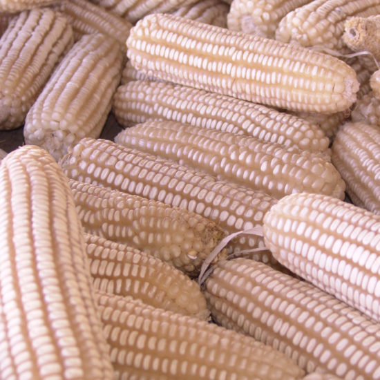 exotic-foods-dried-white-maize-on-cob-for-ghanaian-corn-dough